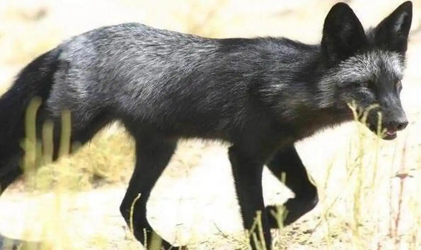 这名男子恰巧驶过一段盘山公路,就在要拐弯时,突然有只黑狐狸跳