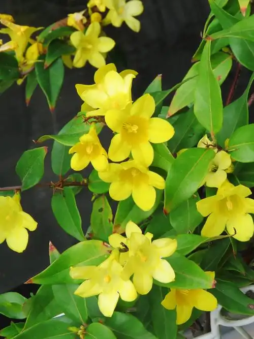 79.常绿钩吻,又称常绿钩吻藤,金钩吻,马钱科攀缘灌木