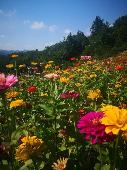 百花齐放～绽放的是心情!