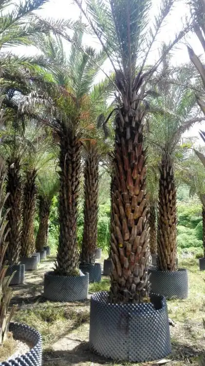 【银海枣】中东海枣 大量供应 批发采购 中东海枣 银海枣