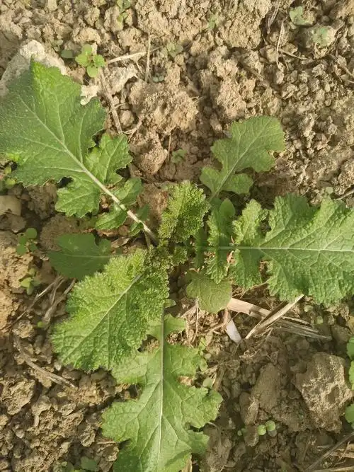 乡村美食之野辣菜