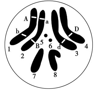 如果以洋葱幼苗为实验材料,显微镜下观察到某细胞染色体数目加倍,则