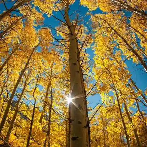 银杏树209114670头像