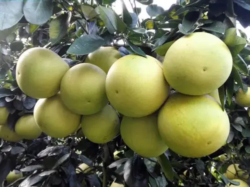 漳州平和琯溪蜜柚购物攻略,平和琯溪蜜柚物中心/地址/电话/营业时间【