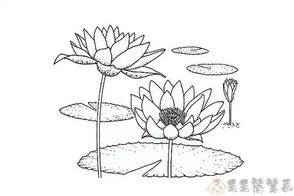 池塘里盛开的荷花简笔画