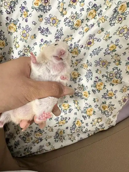 仓鼠脖子起了一个大疙瘩怎么办?