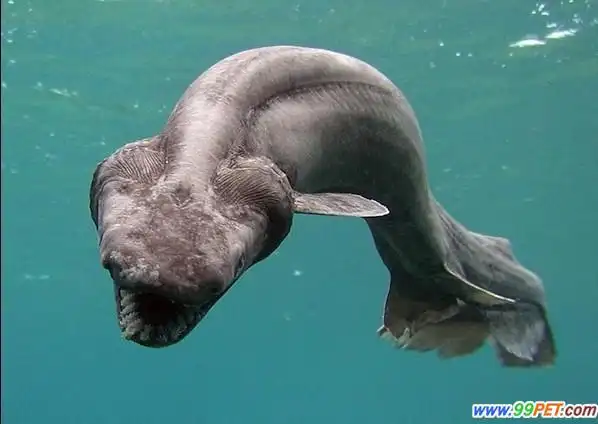 在此特盘点十大怪异鲨鱼.