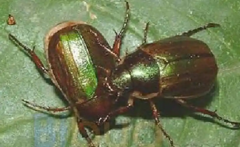 anomala corpulenta motschulsky