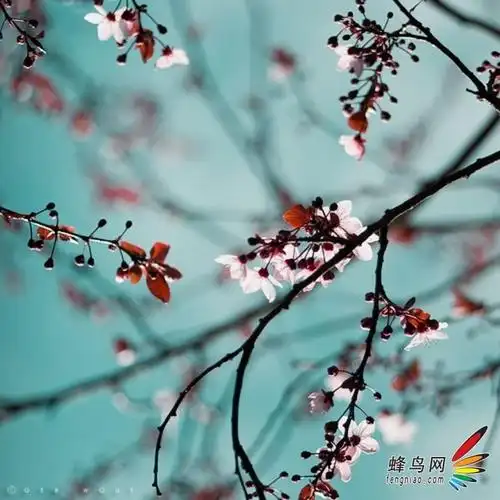 如何利用构图技巧让构思成为完美影像