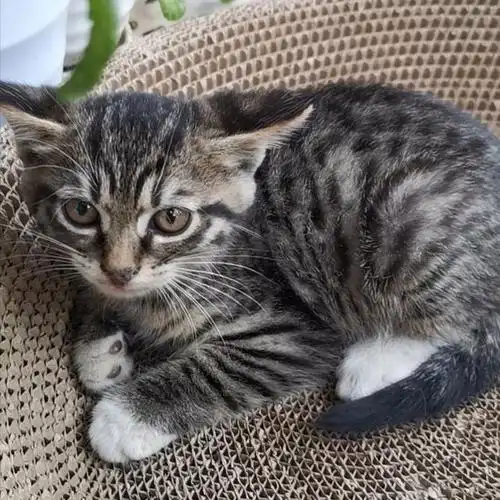 为什么这么多人养"狸花猫"?网友:养了就不想换猫了