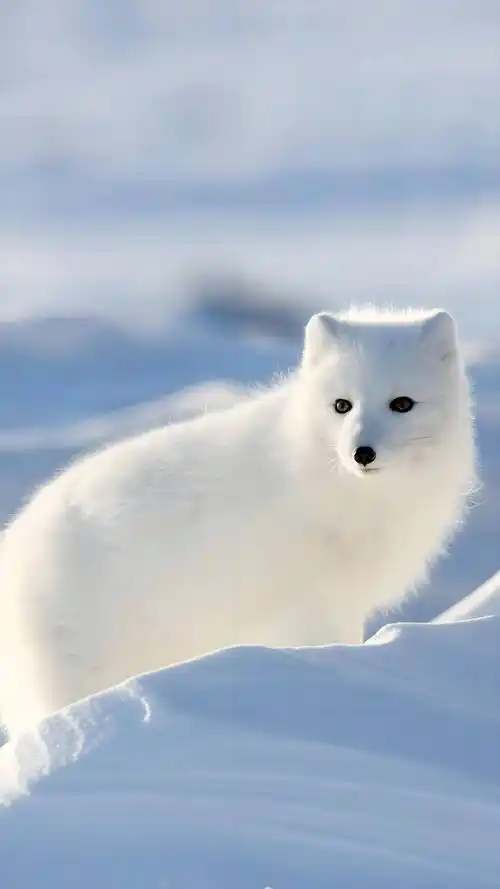 品种_北极狐_我国