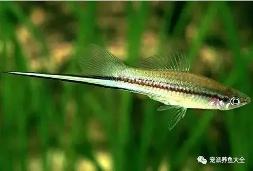 鱼杂交,经过人工不断选优培育,可得到红剑,黄剑,鸳鸯剑等不同花色品种