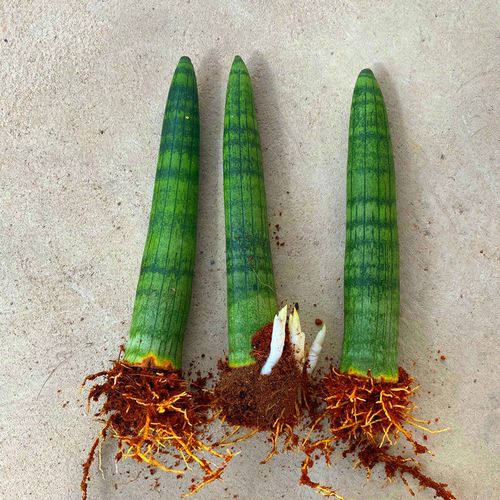 磐阙上新【擎天柱】虎皮兰室内植物好养四季绿植盆栽花卉养不死的花活