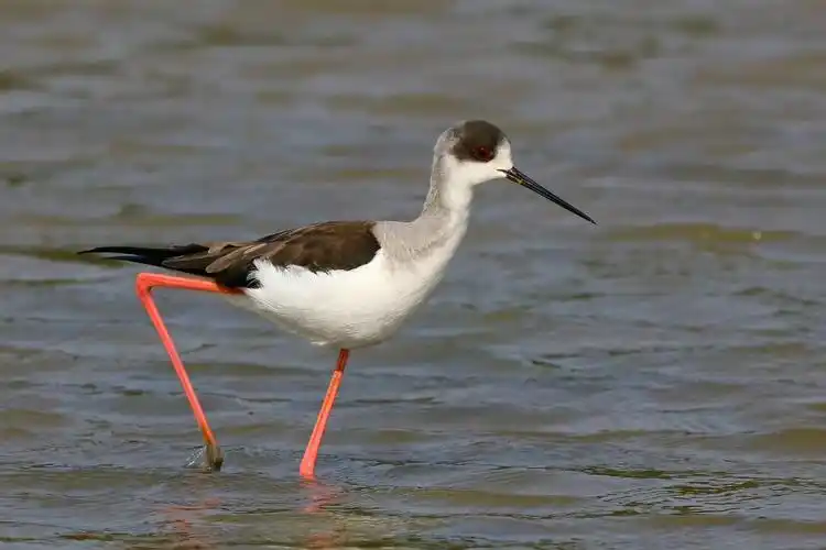 常栖浅水戏,悠悠休闲心;黑嘴啄小鱼,红脚踩跷行.