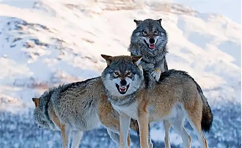 回顾14年前把狼当儿子养的四川女孩10年后和它在草原上相认