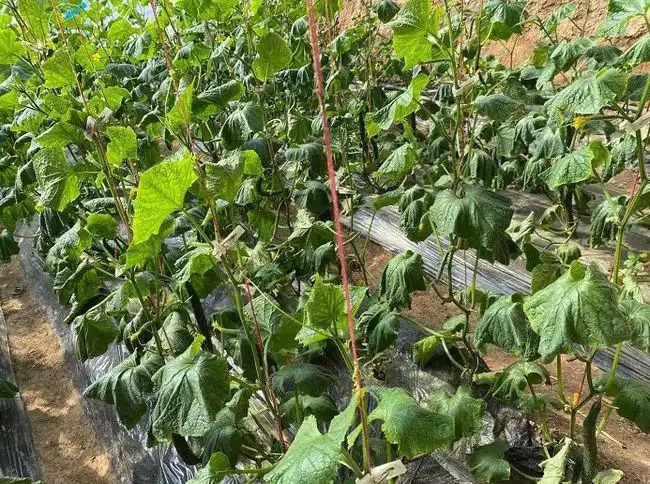 黄瓜苗被熏蔫儿 3月9日,记者来到事发现场,被烧的两座大棚与其它大棚