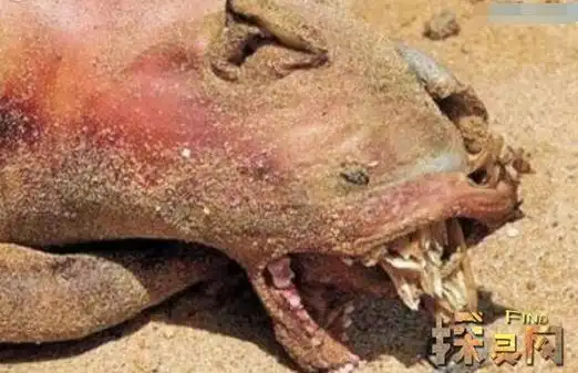 纽约海岸惊现曼哈顿怪兽面部狰狞全身无毛怪物现已死亡