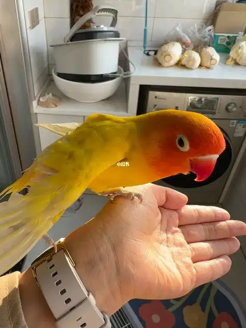 鹦鹉  #养鹦鹉日记  #手养鹦鹉  #牡丹鹦鹉  #黄金丝