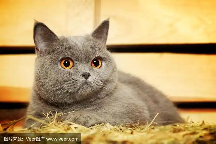 英国短毛猫,褐色,干草,水平画幅,特写