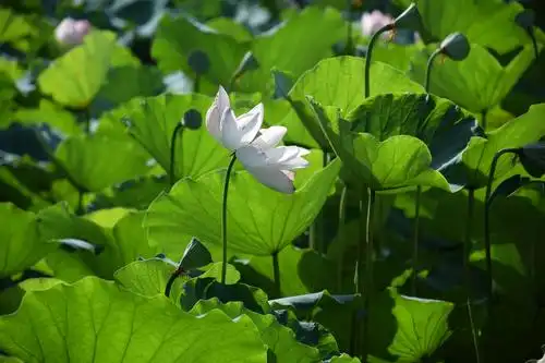 生如夏花,烈日下争相斗艳的荷花