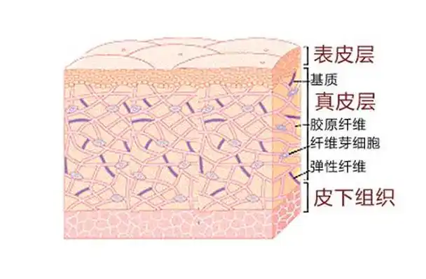 真皮层中含有的组织