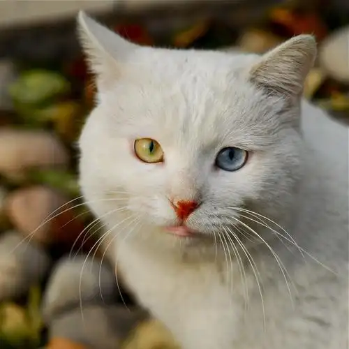 你的是一只很漂亮的波斯猫,好好养吧,很好的猫