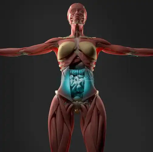 女性腹部解剖模型显示消化或消化不良照片摄影图片