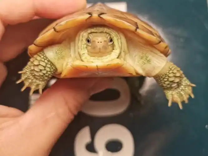 三连送龟 小青龟 安徽皖南纯种小青龟 黄喉拟水龟 合法人工饲养 详情
