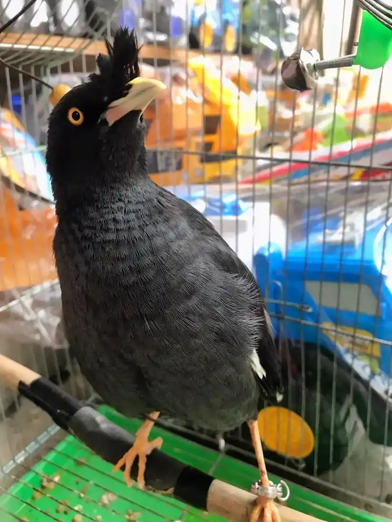 养了2年的小八哥今天终于产下第一枚蛋蓝色的鸟蛋太好看啦