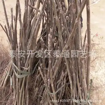 8以上核桃苗价格 占地核桃苗规格全-阿里巴巴