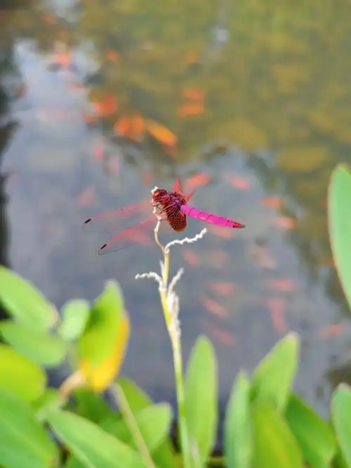 粉红蜻蜓