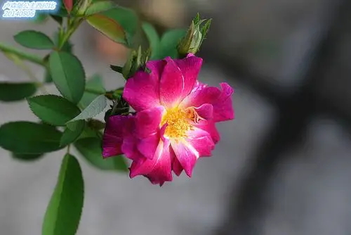 卢森堡公主西拉比 - 月季,蔷薇,铁线莲 浴花谷论坛