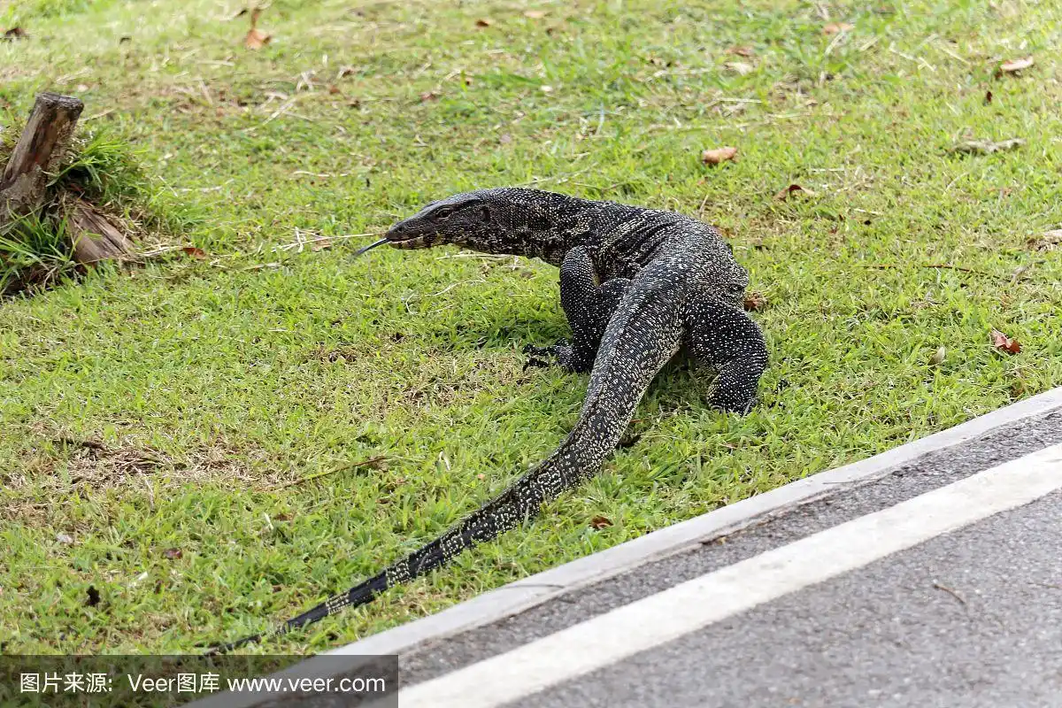 亚洲水巨蜥,无人,巨蜥属,野生动物,爬行纲