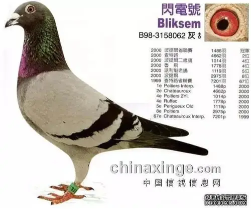 查特路全国5979信鸽学堂 识鸽篇 名人名系 一张图看懂"盖比鸽系"(图)