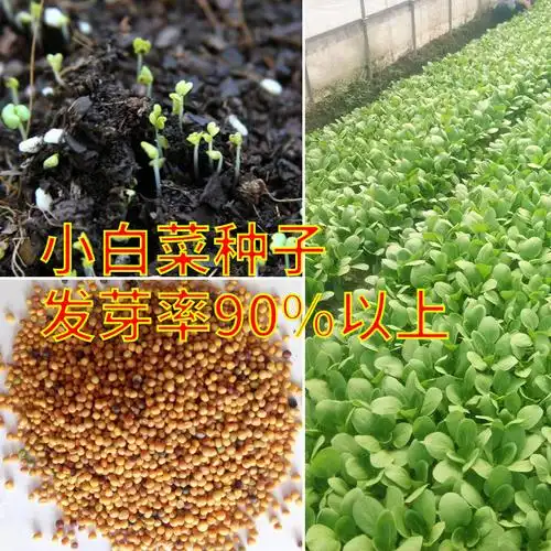 农家速生小青菜小白菜种子春秋季四季阳台菜园盆栽蔬菜籽易种植物