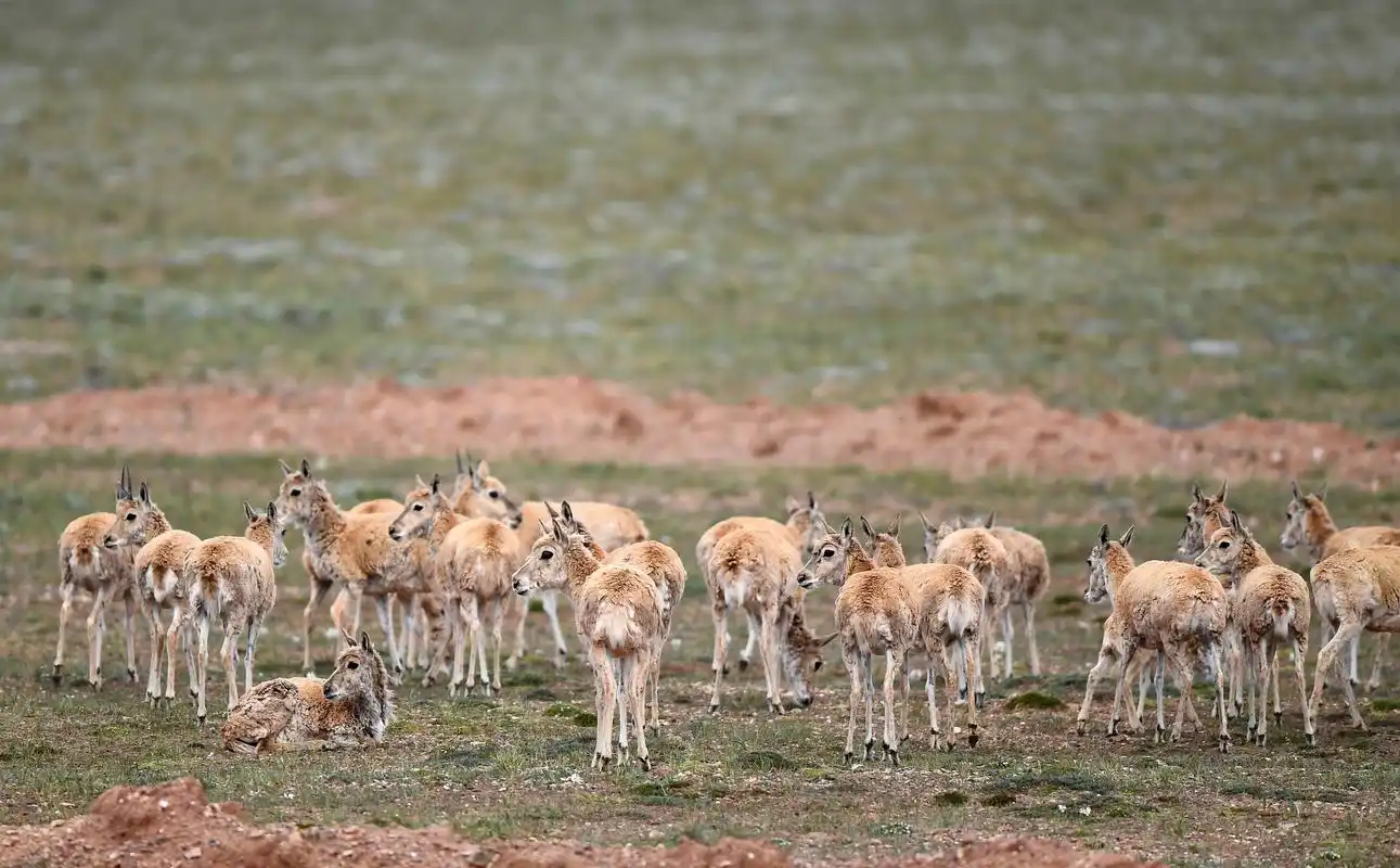 (环境)青海可可西里藏羚羊进入回迁高峰期