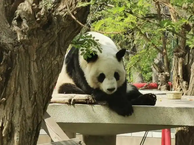 天动最优雅的大熊猫格格