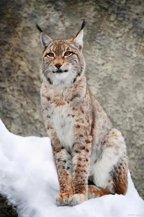 豹猫是哪个国家的品种