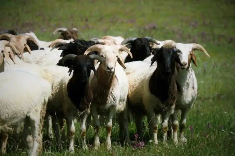 这里是巴音布鲁克这里有一种羊叫黑头羊