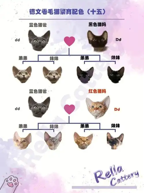93爸(dd)和不同颜色且携带一条稀释0093妈(dd)繁育颜色的图谱