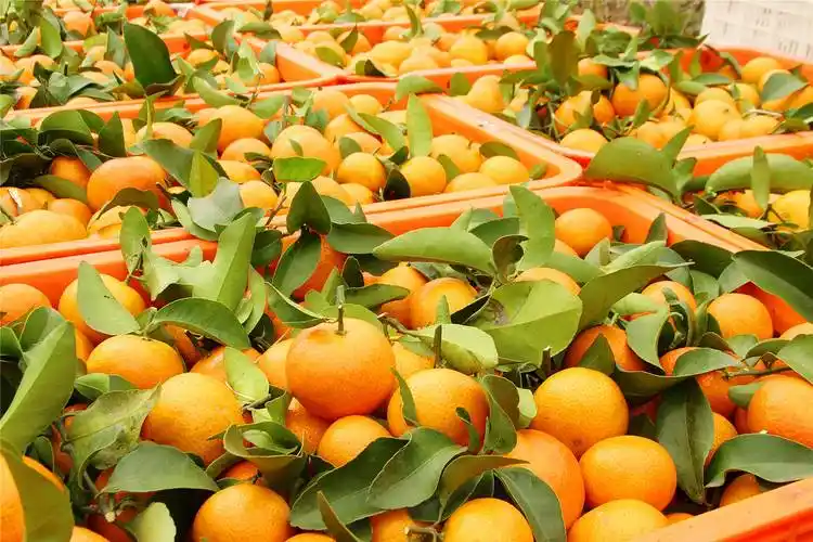 简阳秋果满枝头3万亩柑橘喜获丰收