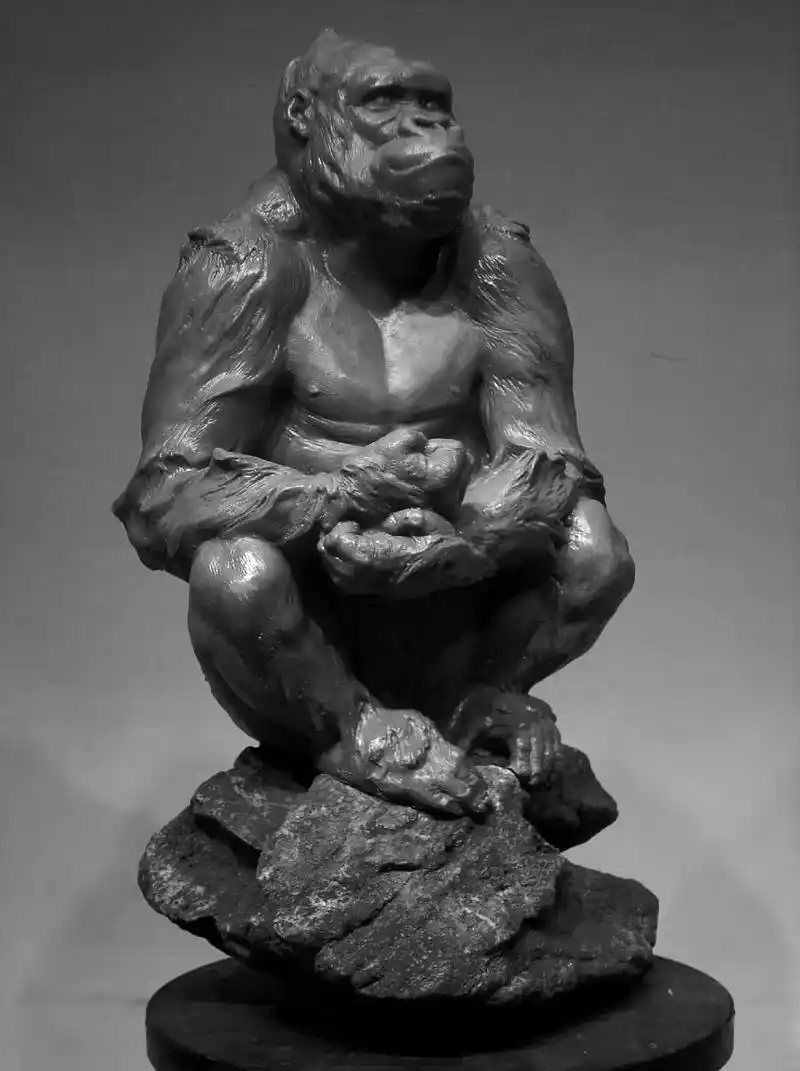 银背大猩猩! - 抖音