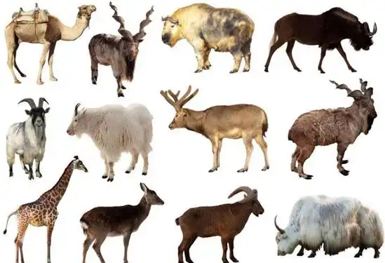 没用的知识又增加了——豪猪不是猪_哺乳动物