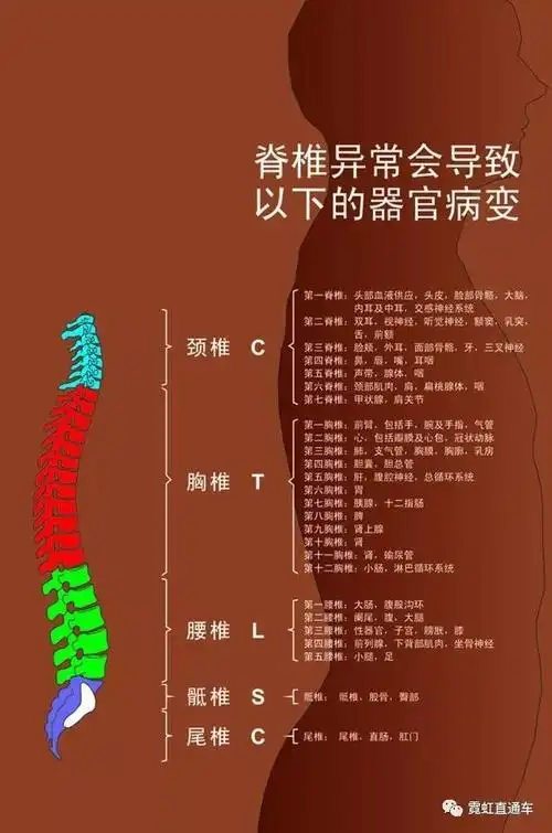 控制脊椎骨就是控制内脏