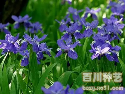 52种致癌植物齐全图解备忘录