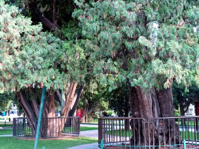 7株辽代古柏树龄已有1000多年了,至今依然枝繁叶茂.