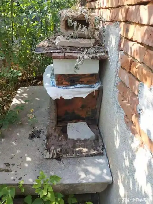 如何看山放诱蜂箱,这些方法你们知道吗?