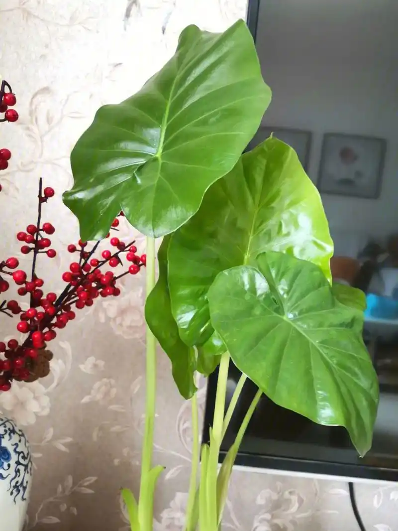 滴水观音水培图片(滴水观音水培的养殖方法和注意事项)