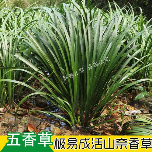 贵州山奈五香草茴香菖蒲随手香室内盆景绿植大料去腥增香草带根