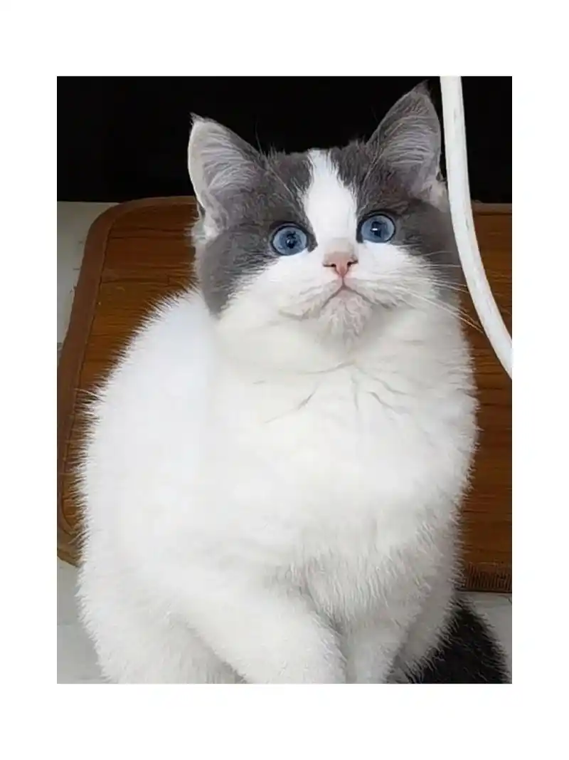 真的是特别漂亮的蓝眼睛,英短蓝白蓝眼睛应该是独一无二了吧哈哈眼睛